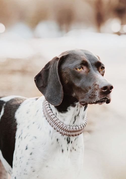 FOSSIL Wide Paracord Collar