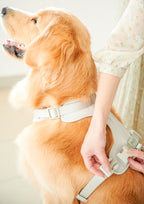 Elastane Harness