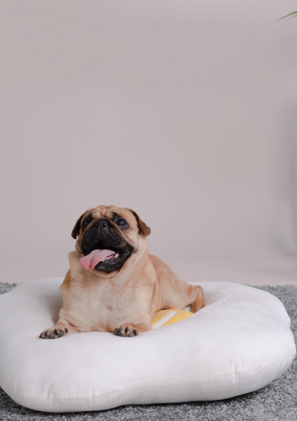 Egg Bed