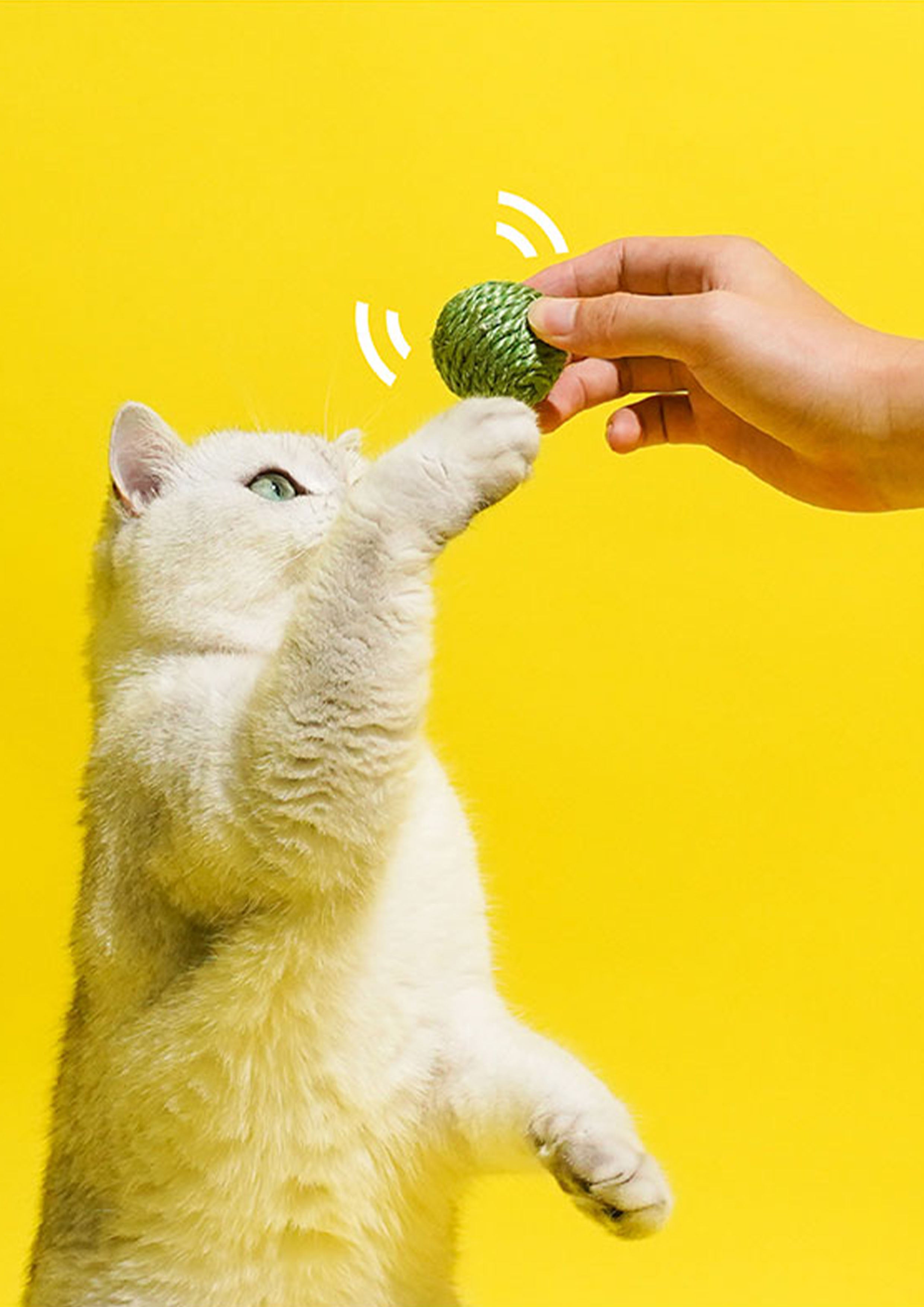 Green Pea Nosework Toy