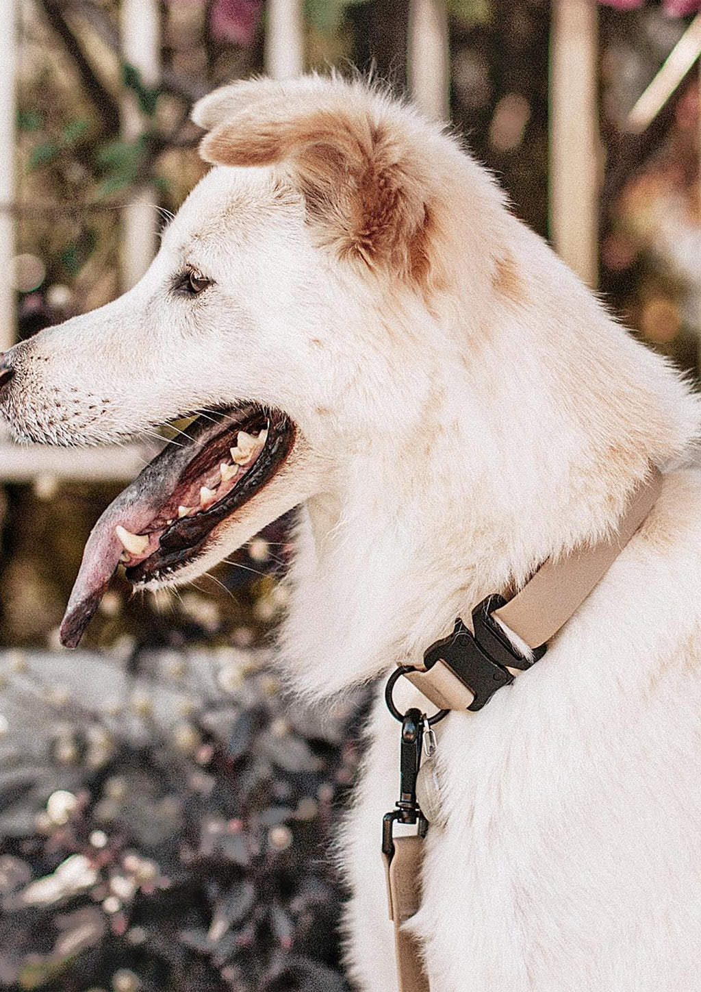 AVA Quick-release Metal Buckle Collar