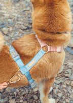 Evening Harness