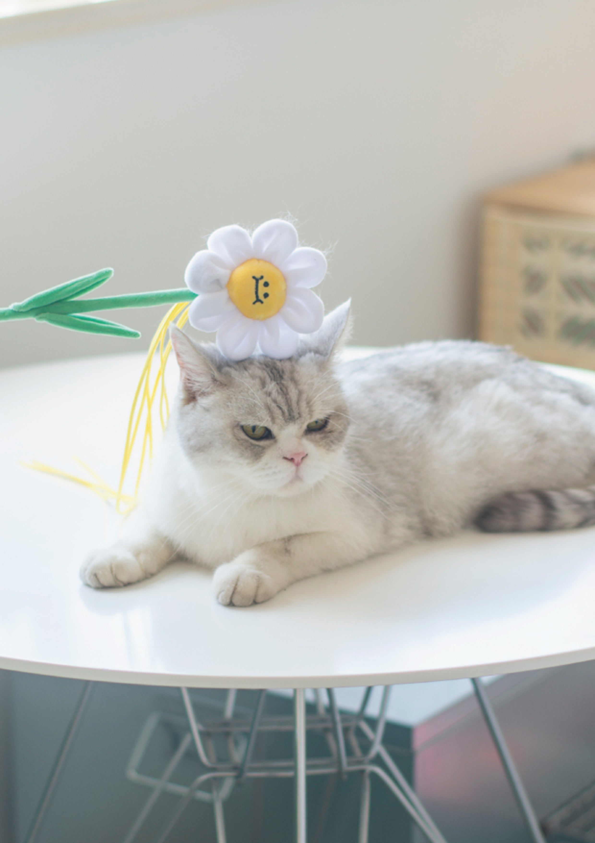 Daisy Cat Teaser with Catnip