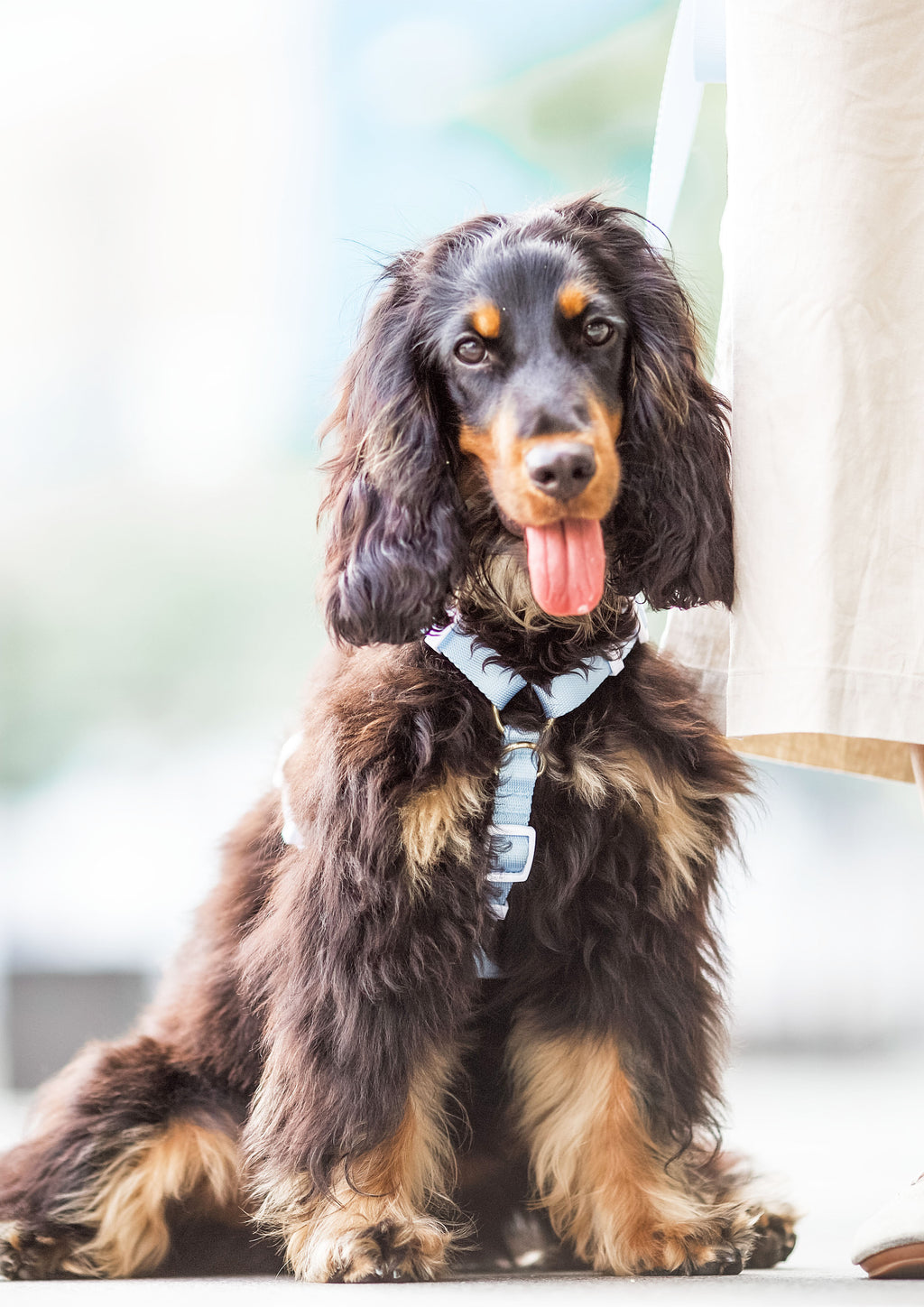 Lite Maxi Harness (Cornflower)