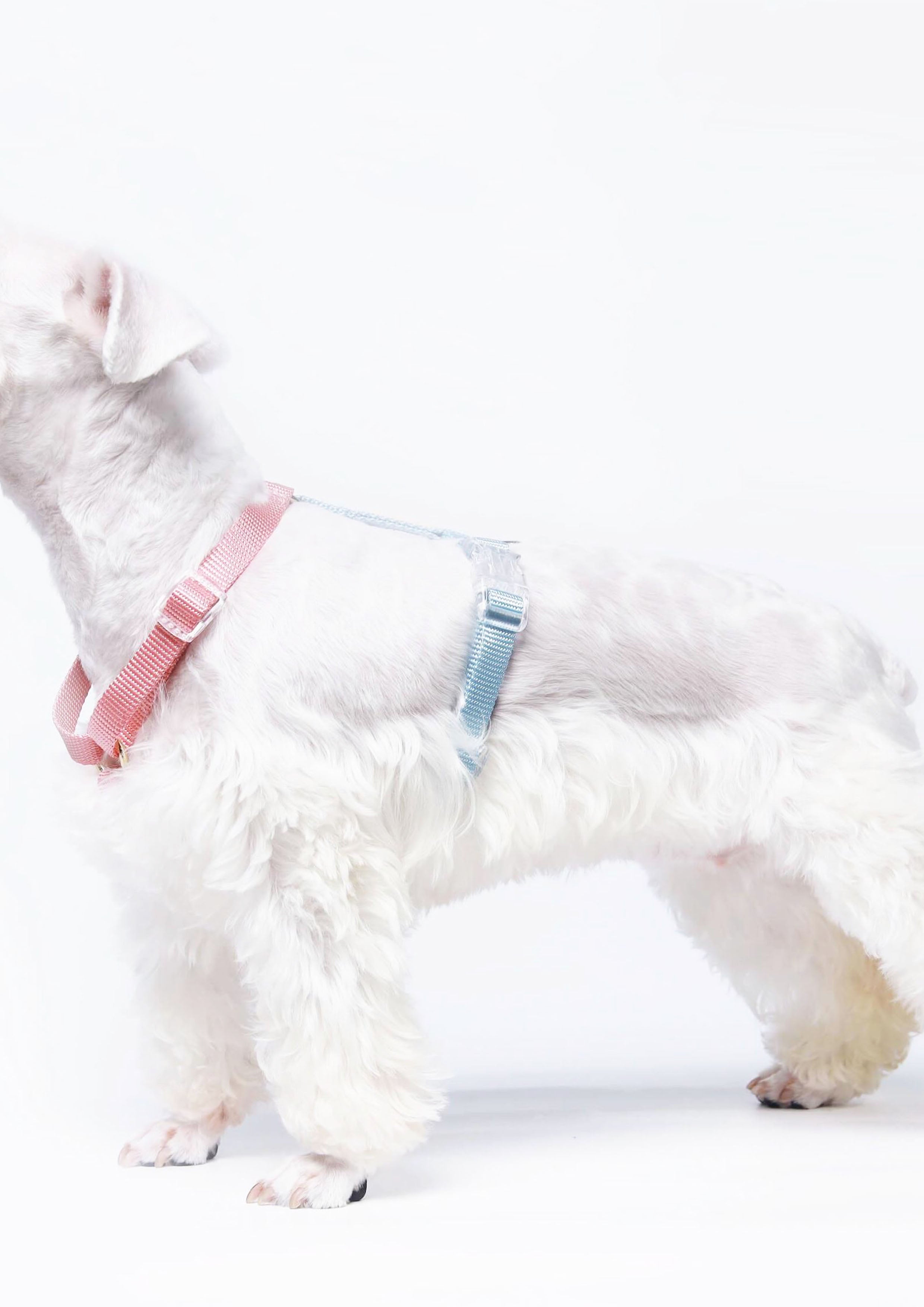Evening Harness