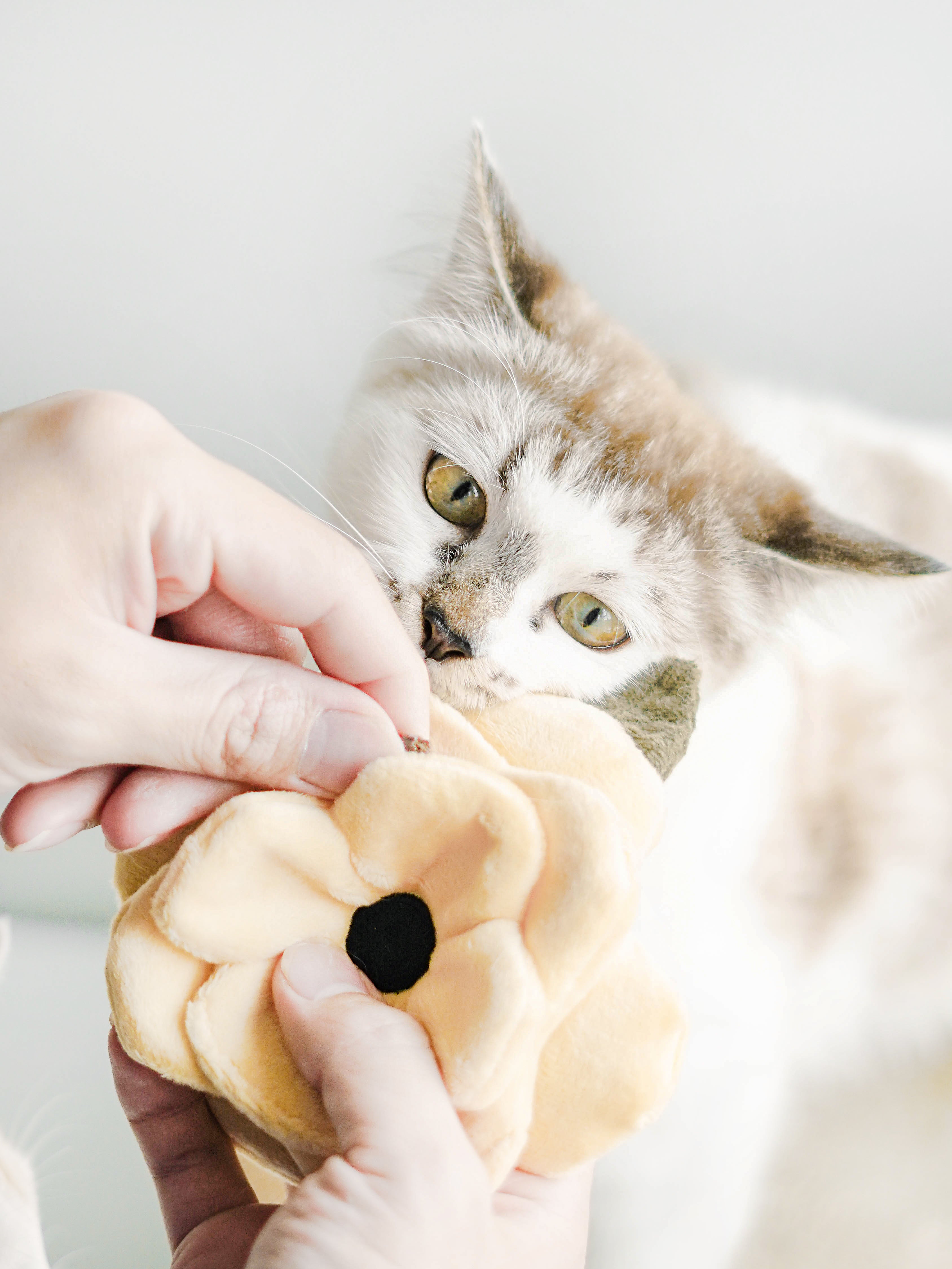 POPPY S Snuffle + Squeaky