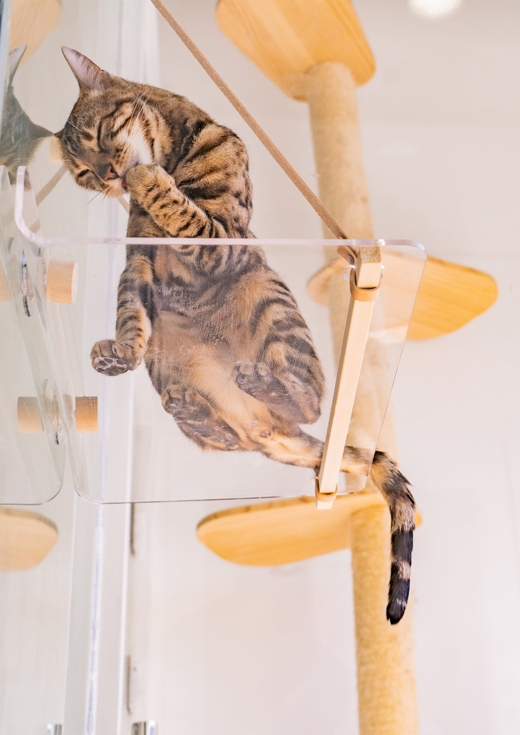 Invisible Cat Hammock