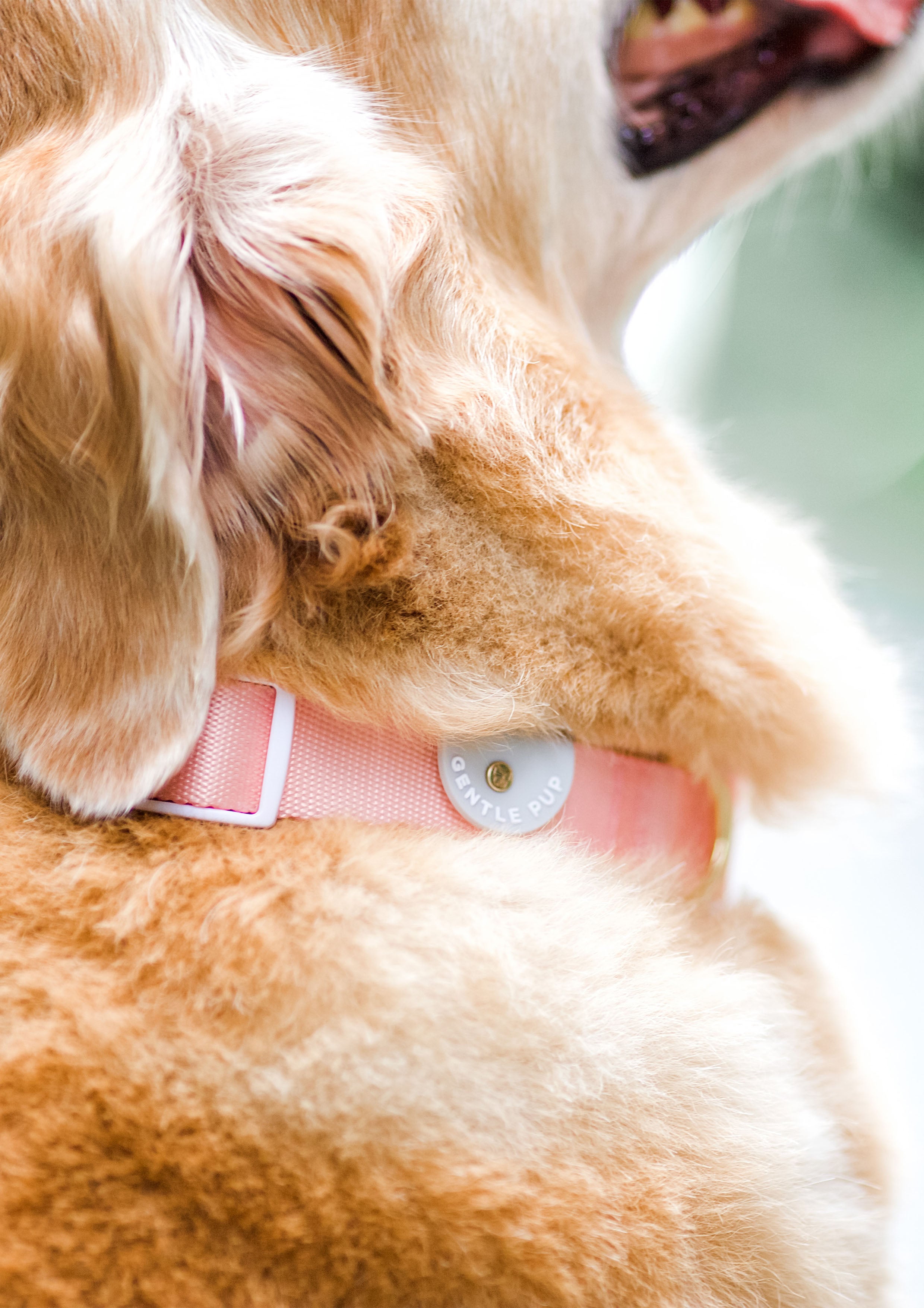 Lite Collar (Camelia)