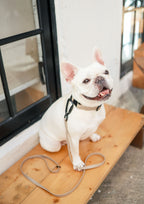 APEX Ultralight + Skinny Leash