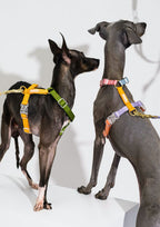 Central Park Harness