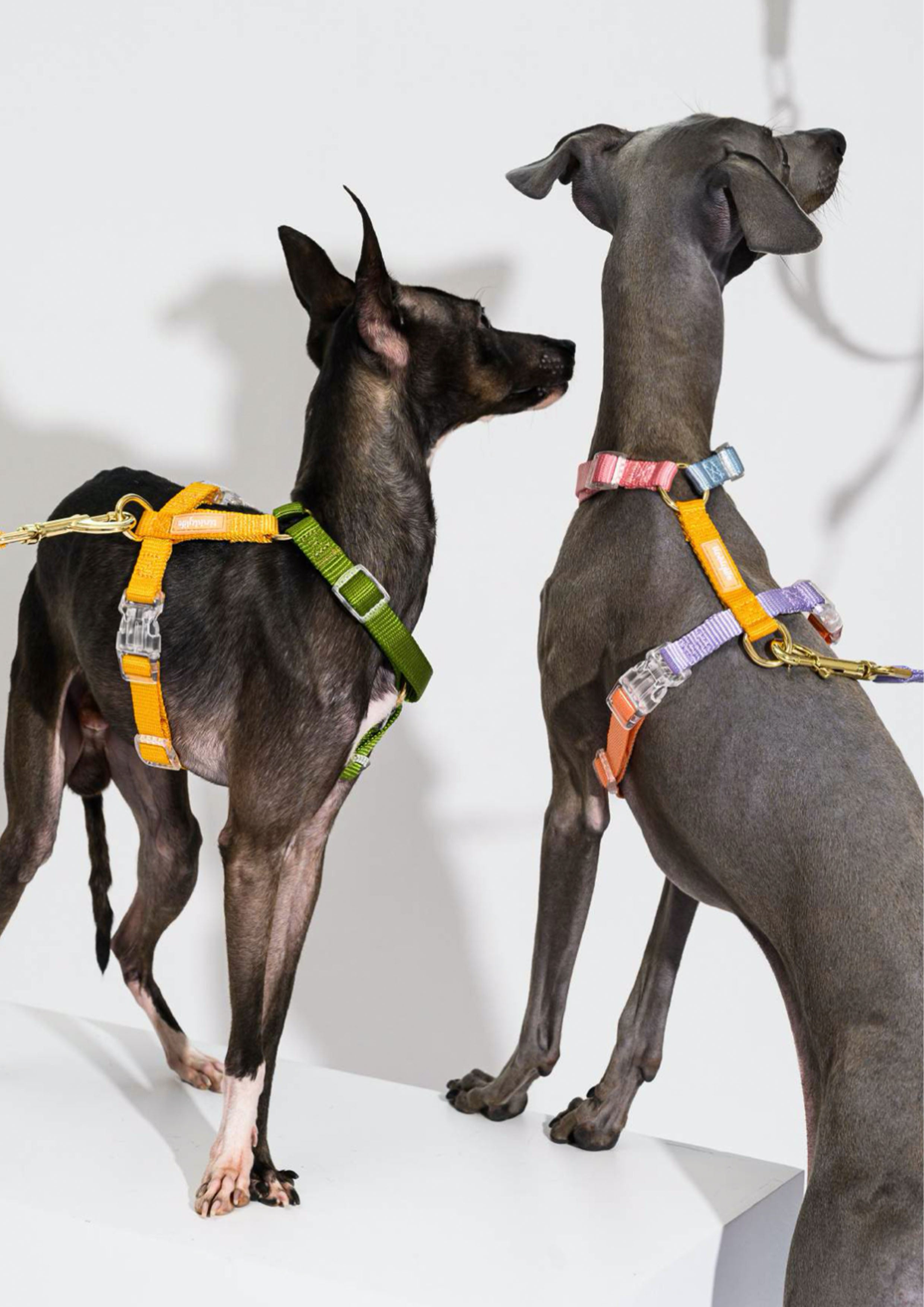 Central Park Harness
