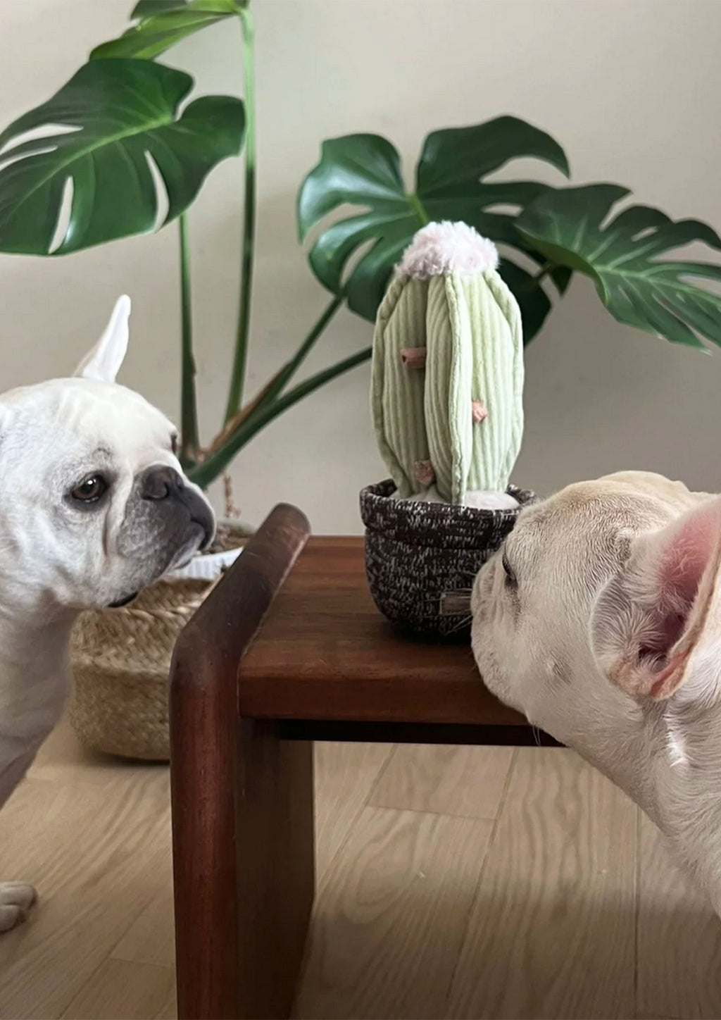 CACTUS Snuffle + Squeaky