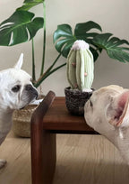 CACTUS Snuffle + Squeaky