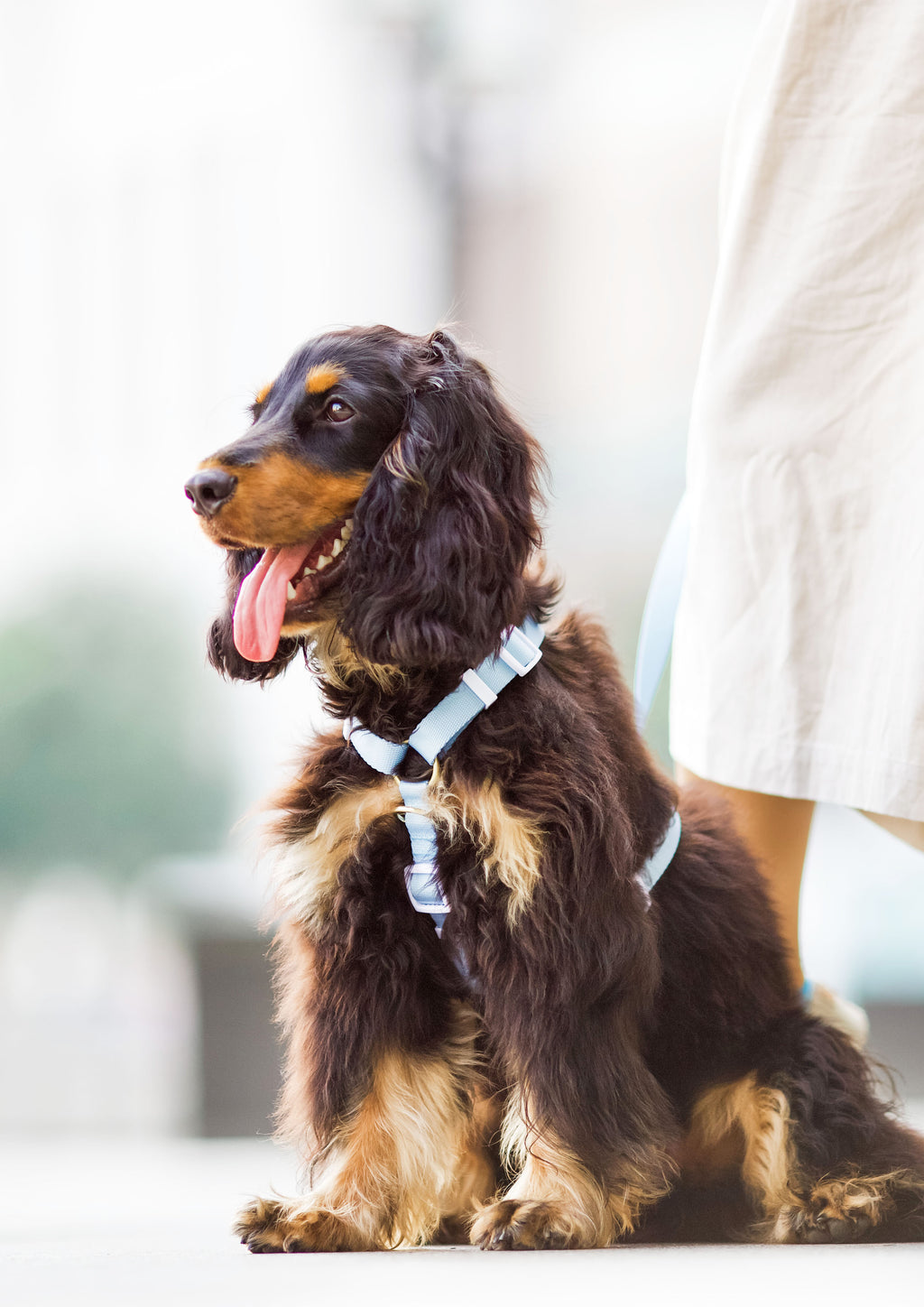 Lite Maxi Harness (Cornflower)