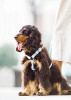 Lite Maxi Harness (Cornflower)