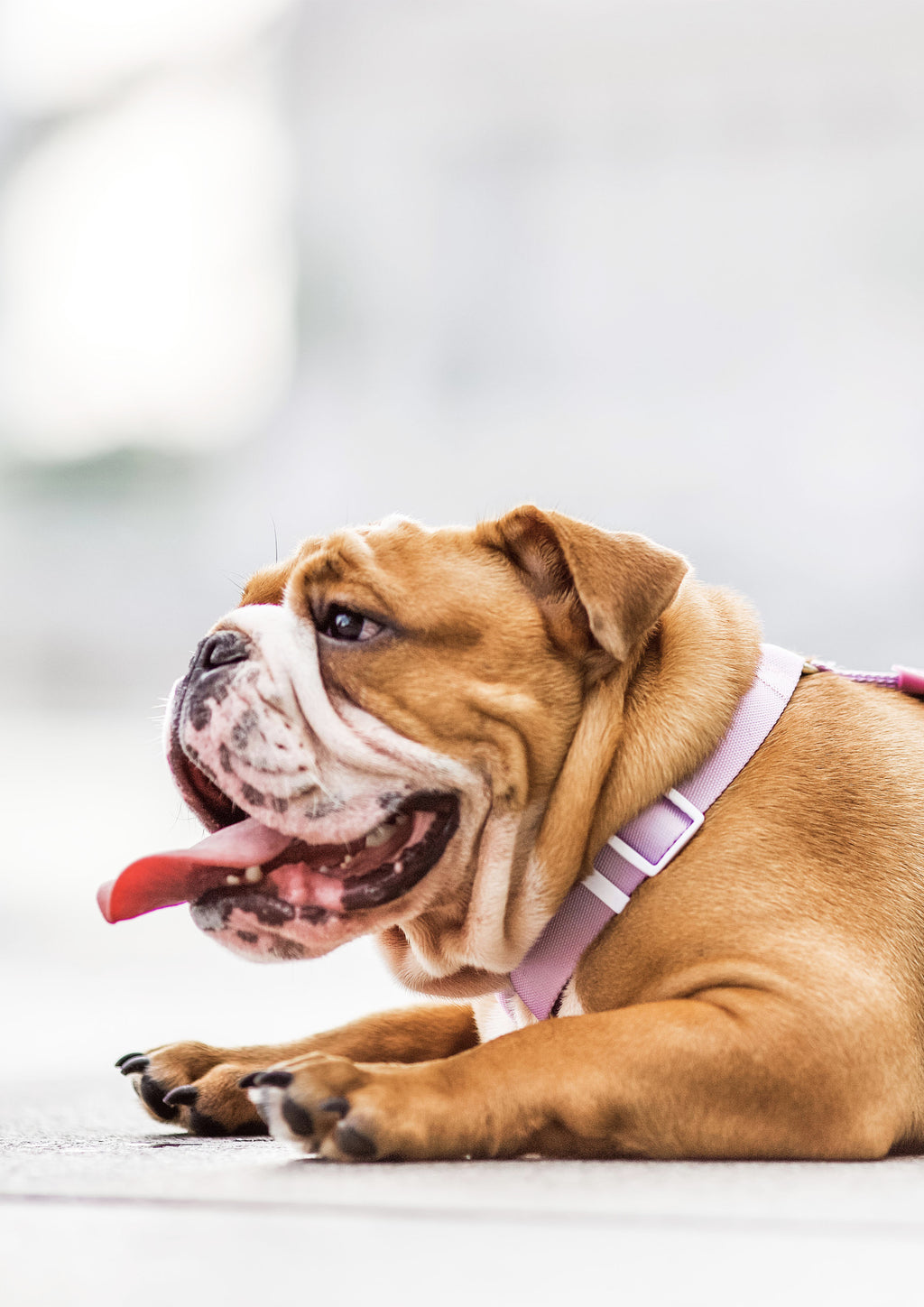 Lite Maxi Harness (Taro)
