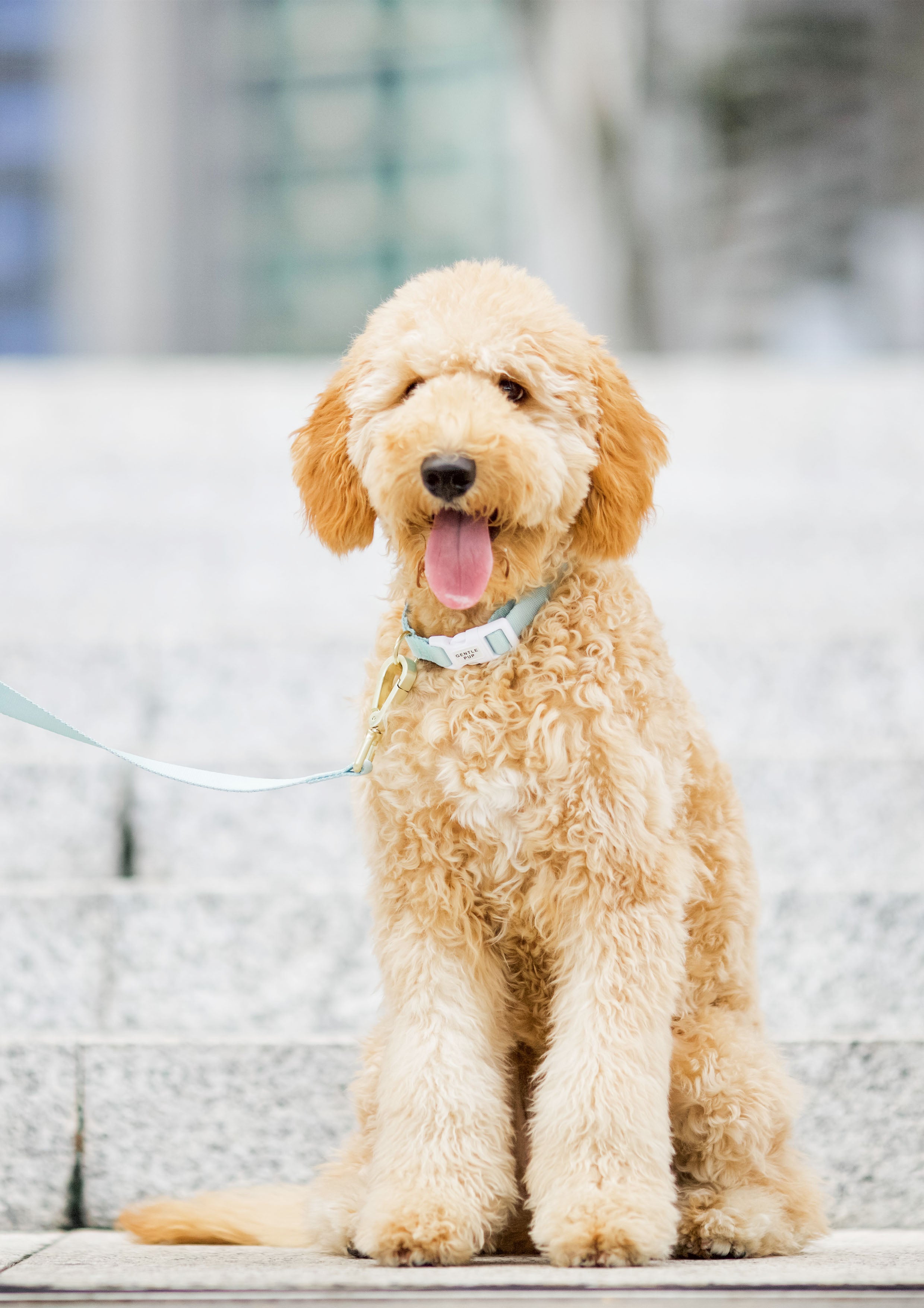 Lite Collar (Pistachio)