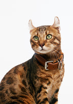 Gotefriend Collar