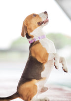 Lite Collar (Taro)