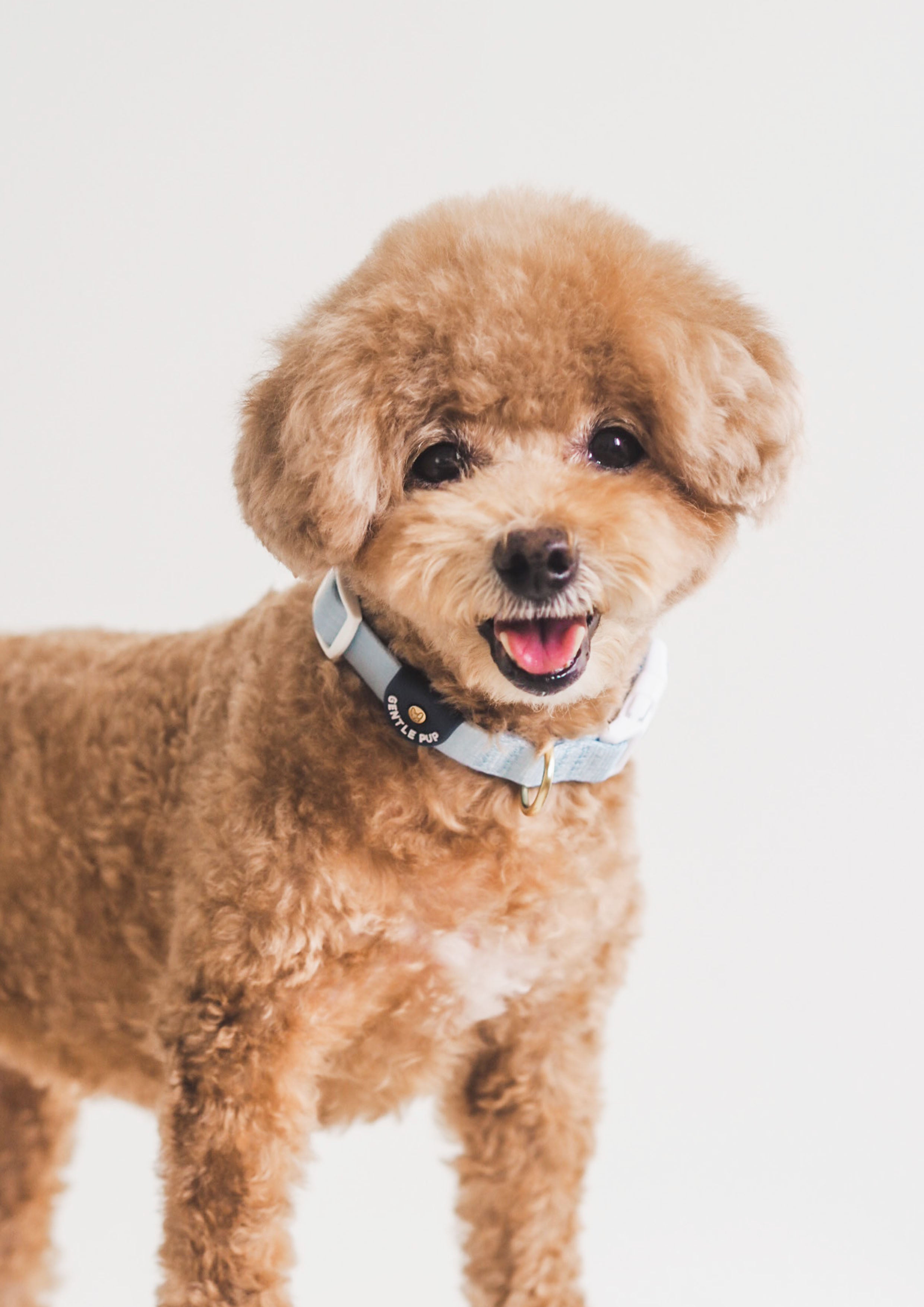 Lite Collar (Cornflower)