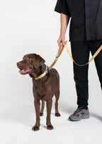Plus Leash (Sand Dune)
